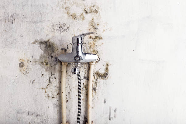 Professional Mold Remediation in Hasley Canyon, CA