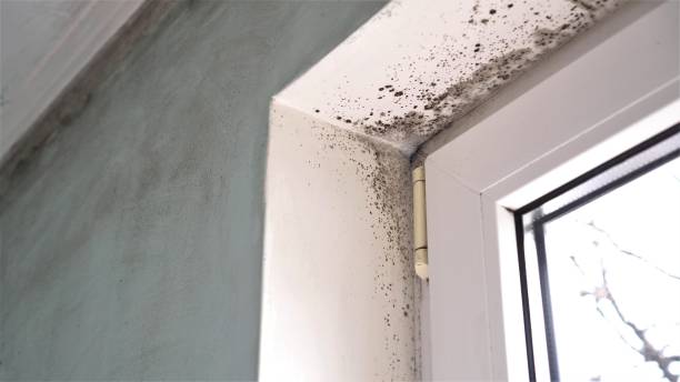 Best Mold Remediation for Specific Building Types in Hasley Nyon, CA