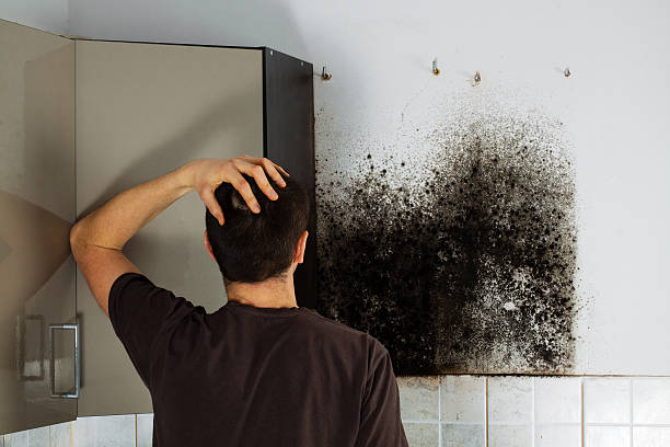 Best Mold Testing and Inspection Services in Hasley Nyon, CA